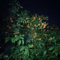 فروش-باغ-باچهاردیواری-اختصاصی-خوش-قواره