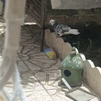 کبوترشازده هما
