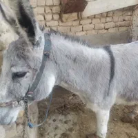 الاغ ماده آرام