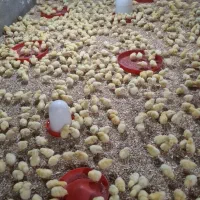 جوجه گوشتی راس ۳۰۸ یک روزه