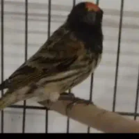 سهره گلبسر