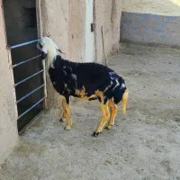 بره قوچ