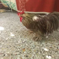 خروس درجه یک کوشین
