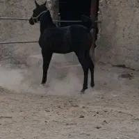 اسب کره مادیان