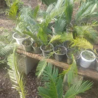 سیکاس