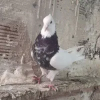 کبوتر