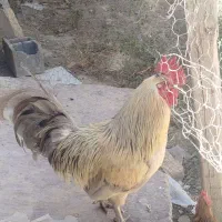 خروس فروشی