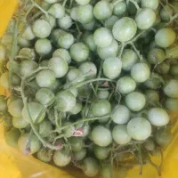 سپستون تازه درشت سردرخت