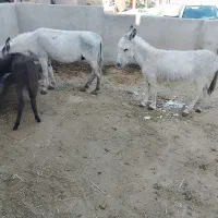 فروش الاغ نر ماده کوره الاغ نر