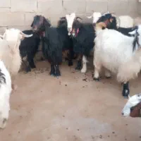 بزبیگ برخورد نقدی ۴۰راس