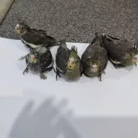 پرنده