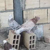 کبوتر