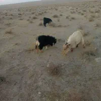 سلام بزغاله بز زیرکوه
