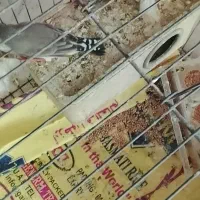 فنچ