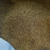 یونجه بغدادی