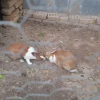 خرگوش
