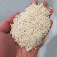 برنج کشتزار / فروش عمده و جزئی