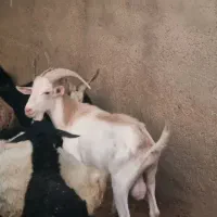 بزغاله نردوساله