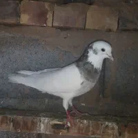 کبوتر|پرنده|گناباد, |دیوار