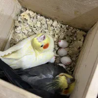 طوطی عروس با کیفیت عالی تغذیه از پدر و مادر