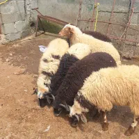 10 راس بره نر
