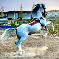 سیلمی عرب خالص ایرانی لژیونر