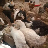اردک سالم