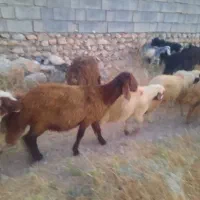 میش و بره