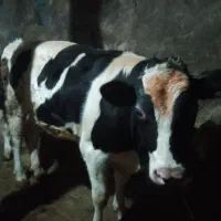 گاونر|حیوانات مزرعه|باغ حلی, |دیوار