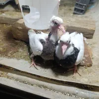 ی جفت طوقی بلک با جوجه