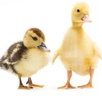 فروش جوجه اردک
