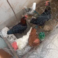 فروش مرغ وخروس