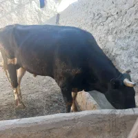 گوساله|حیوانات مزرعه|بجنورد, |دیوار
