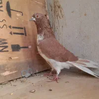 سرخ .گرگی. خال پیس