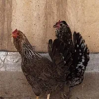 فروش مرغ بومی