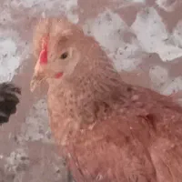 مرغ و خروس