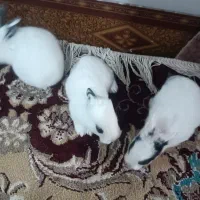 فروش خرگوش میکس چشم اشکی