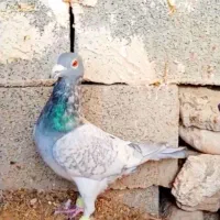 کبوتر طاووسی.سبز.پلاکی .کوهی چاپی