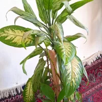 گل برای فروشی دلفین ۵۰۰ دارون ۱۰۰۰۰۰۰