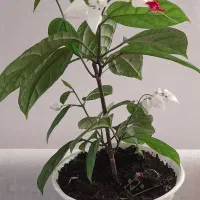 گل پیچ معین التجار