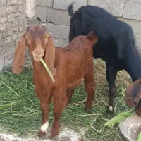 گوسفند