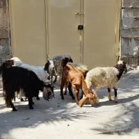 بز.بره.گوسفند
