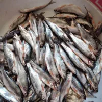 کاس کولی وسیاه کولی تازه تازه