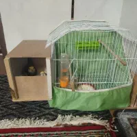 یک جفت عروس هلندی