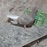 ۴عدد جوجه رنگی