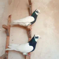دو تاطوق سیاه هوای