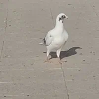 کبوتر جوجه ابلق گمشده