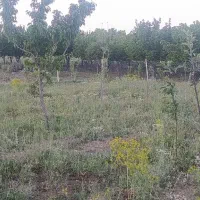 فروش یا معاوضه زمین باغی
