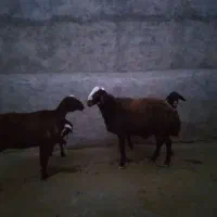 شک قزل با بره وشک ورن