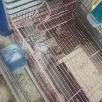 بلدرچین مینیاتوری تخم گذار